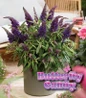 Li’l Grape Butterfly Bush flower clusters