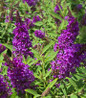 Li’l Grape Butterfly Bush purple blooms
