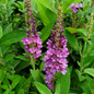 Birthday Cake Butterfly Bush
