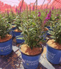 Birthday Cake Butterfly Bush compact blooming shrub