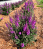 Birthday Cake Butterfly Bush upright flower spikes