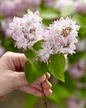 Raspberry Sundae Deutzia flower cluster