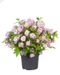 Raspberry Sundae Deutzia in nursery pot