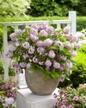 Raspberry Sundae Deutzia flowering in container