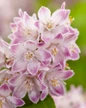 Raspberry Sundae Deutzia flower closeup