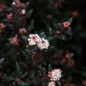 Calico Kitty™ Ninebark Foliage and Flowers