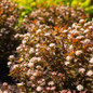 Calico Kitty™ Ninebark Shrub Blooming In The Sunlight