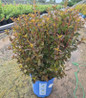 Calico Kitty Ninebark compact shrub