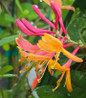 Coral Star Honeysuckle flower closeup