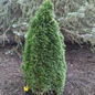 Emerald Petite Arborvitae