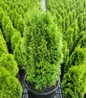 Emerald Petite™ Arborvitae in black pot