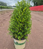 Heritage™ blight resistant boxwood in nursery pot