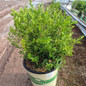 Renaissance Boxwood