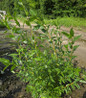Winter Torch Scarlet Willow landscape planting