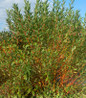 Winter Torch Scarlet Willow dense branching habit