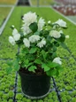 Mature Pearls of Perfume mockorange shrub