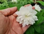 Pearls of Perfume flower held in hand