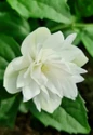 White Pearls of Perfume flower closeup