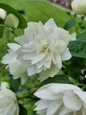 Double white Pearls of Perfume bloom