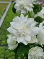 White Pearls of Perfume mockorange flower