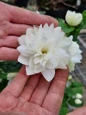 Pearls of Perfume bloom held by hand