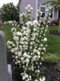 Pearls of Perfume flowering shrub