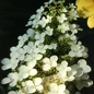 Pee Wee Oakleaf Hydrangea