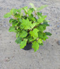 Pee Wee Oakleaf Hydrangea  #3 pot
