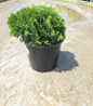 Danica Arborvitae compact globe shrub