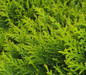 Danica Arborvitae foliage close up