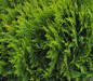 Danica Arborvitae dense evergreen foliage