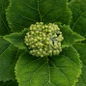 FlowerFull Smooth Hydrangea flower bud closeupFlowerFull Smooth Hydrangea flower bud closeup