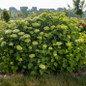 FlowerFull Smooth Hydrangea full bloom shrub