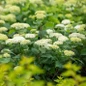 FlowerFull Smooth Hydrangea mass planting blooms