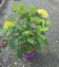 FlowerFull Smooth Hydrangea nursery container plant