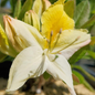Northern Hi Lights Azalea