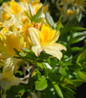 Northern Hi-Lights Exbury Azalea fragrant blossoms