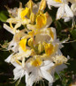 Northern Hi-Lights Exbury Azalea creamy yellow blooms