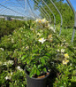 Northern Hi-Lights Exbury Azalea upright growth habit