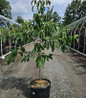 Cherokee Brave™Flowering Dogwood in nursery container
