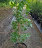 Sweetgum Tree in pot