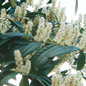 Dwarf English Laurel