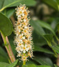 Dwarf Cherry Laurel white flower spikes