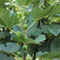 Champagne Fig Tree Foliage and Fruit