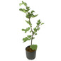 Champagne Fig Tree in Container