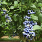 Top Hat Blueberry fruits