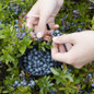 Picking Top Hat Blueberries Off The Bush