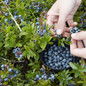 Picking Top Hat Blueberries Off The Bush