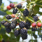 Natchez Blackberries Growing on the Branch