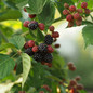Natchez Blackberry Bush Foliage Leaves Berries